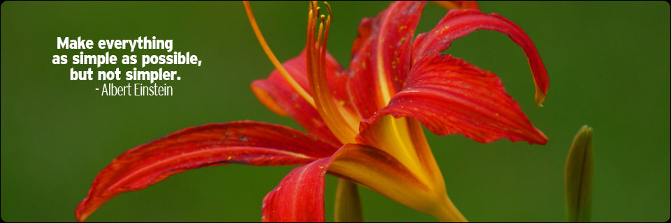 lilly-jpg