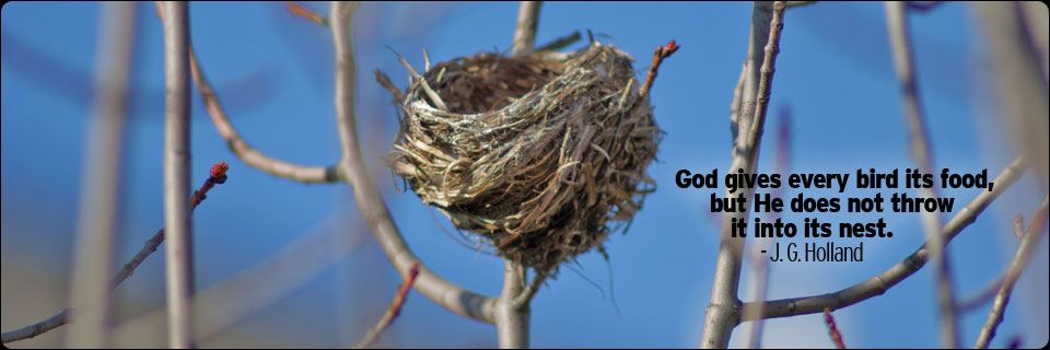 nest-jpg